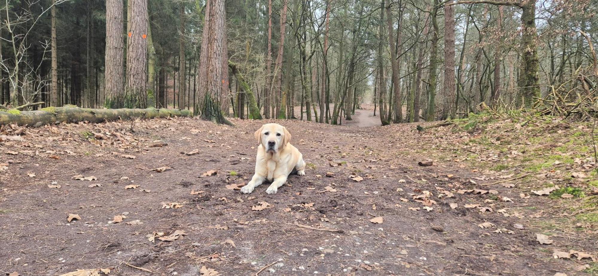 Het Veluwse Boshuisje Knus Chalet Met Omheinde Tuin Op De Veluwe Hoenderloo Luaran gambar