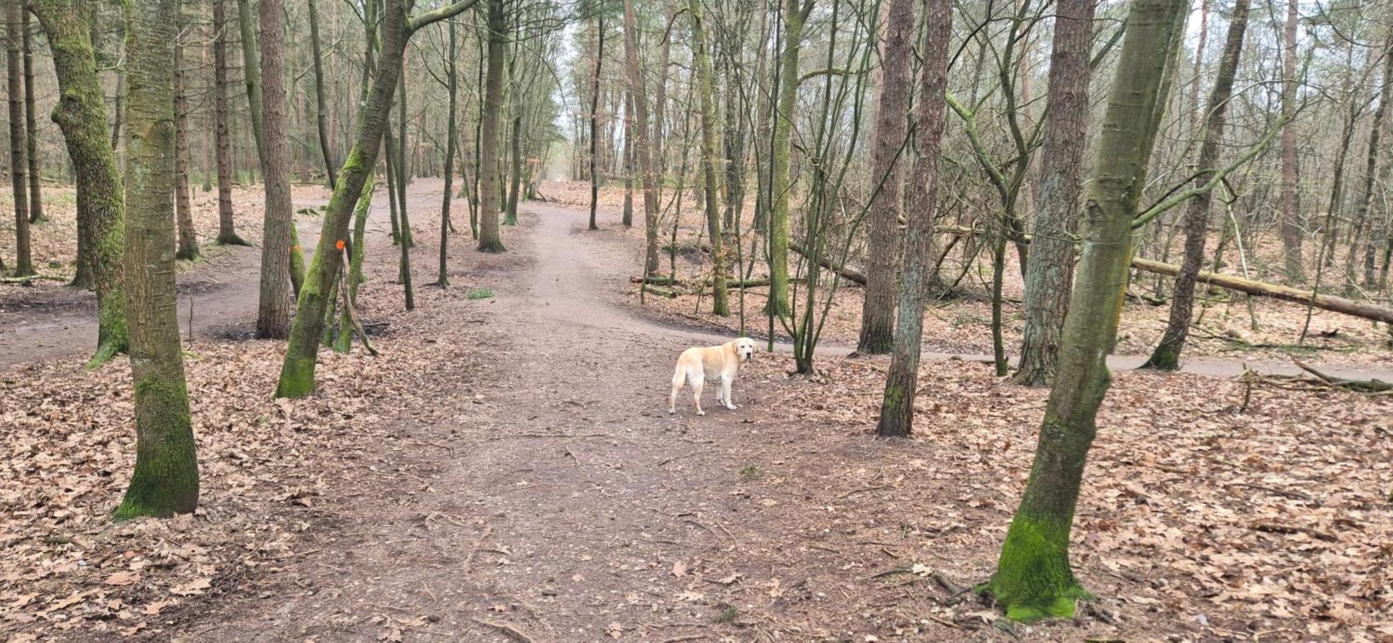 Het Veluwse Boshuisje Knus Chalet Met Omheinde Tuin Op De Veluwe Hoenderloo Luaran gambar